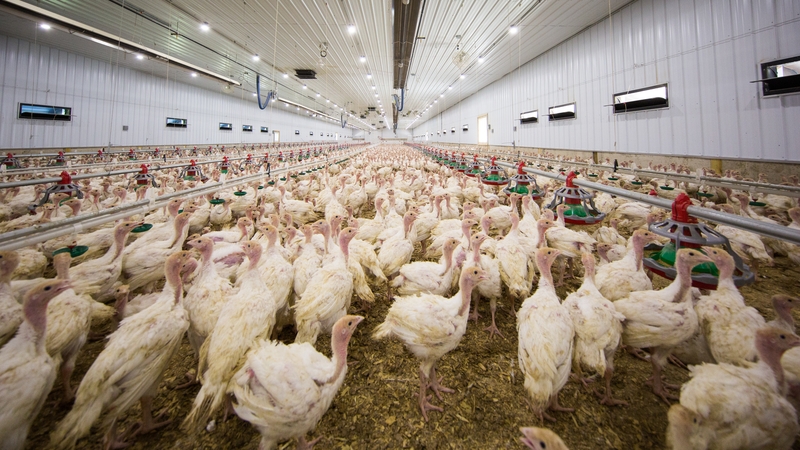 Táthair dóchasach nach mbeidh turcaithe gann faoi Nollaig