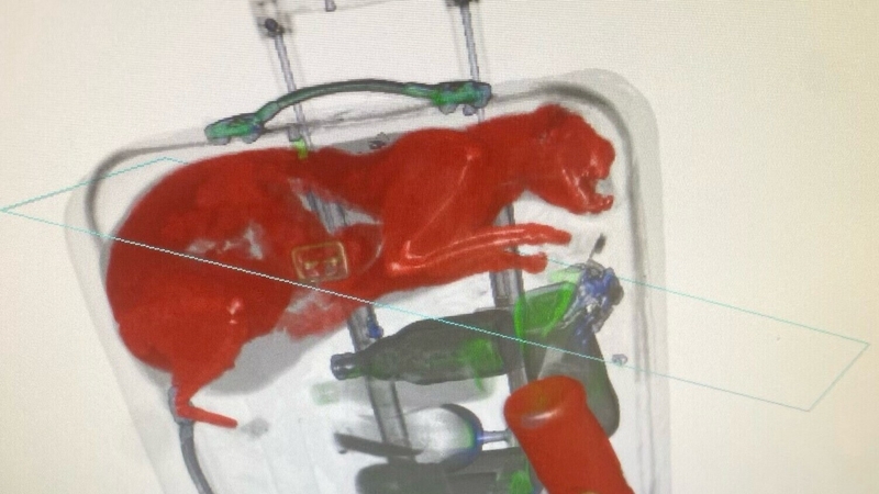 The stowaway cat, identified by the New York Post newspaper as being called Smells, was returned to its owner (Credit: @TSA)