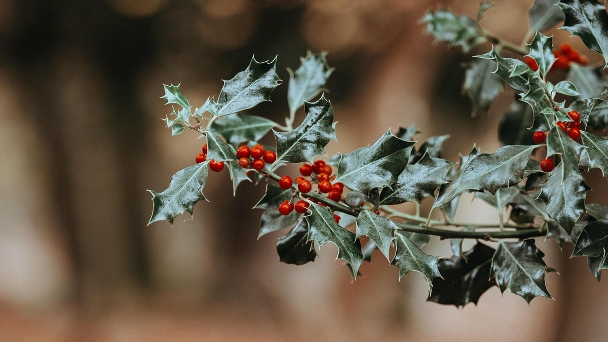 Temple Street Children's Hospital start the countdown to Christmas