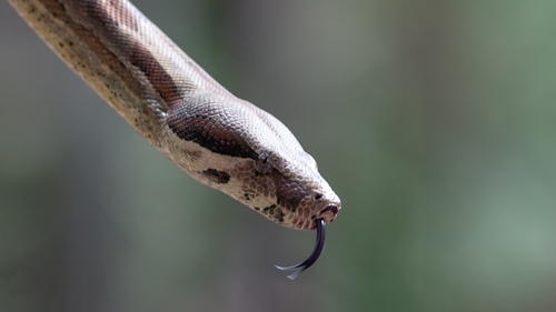 While pythons are not venomous, the five-year-old is being treated to prevent the bite from becoming infected (file image)