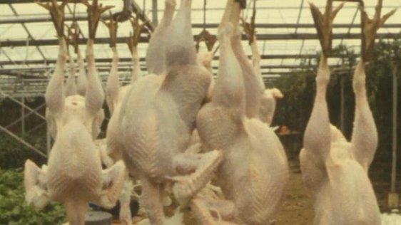 Turkey Markets
