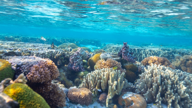 The Great Barrier Reef is one of Australia's premier tourist attractions