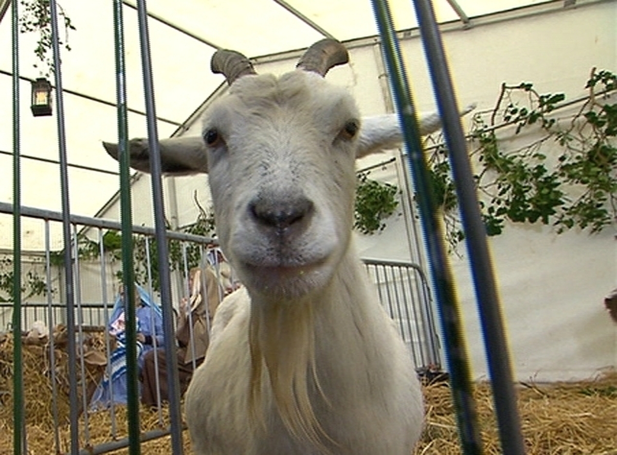 Live crib returns to Dublin city centre