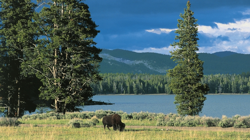 The return of threatened species to the likes of Yellowstone National Park has helped to revive ecosystems