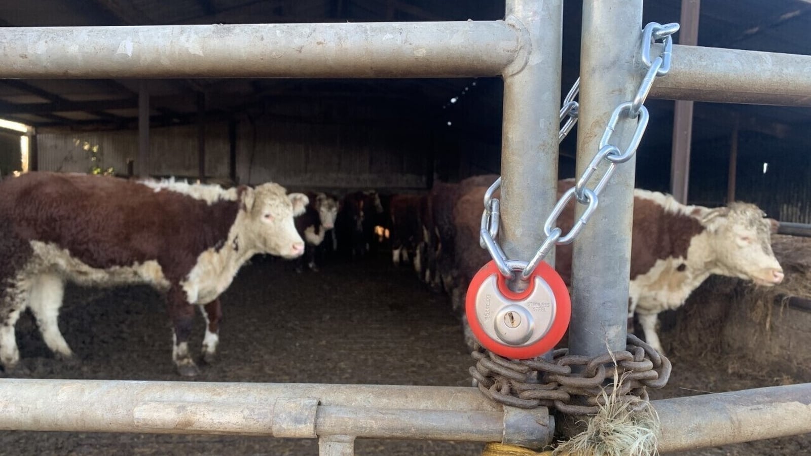 Farmers call on minister to stamp out cattle rustling