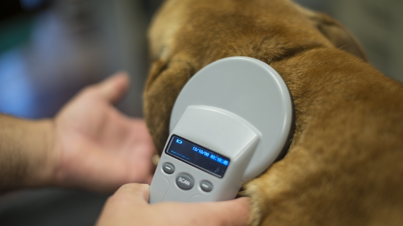 All dogs over 12 weeks old must be microchipped and the possession, movement, sale, or supply of an unchipped dog is an offence (file image)