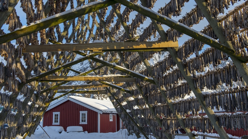 Cod seen on a drying rack in the winter in Svolvaer, a fishing town in the Lofoten Islands, Norway
