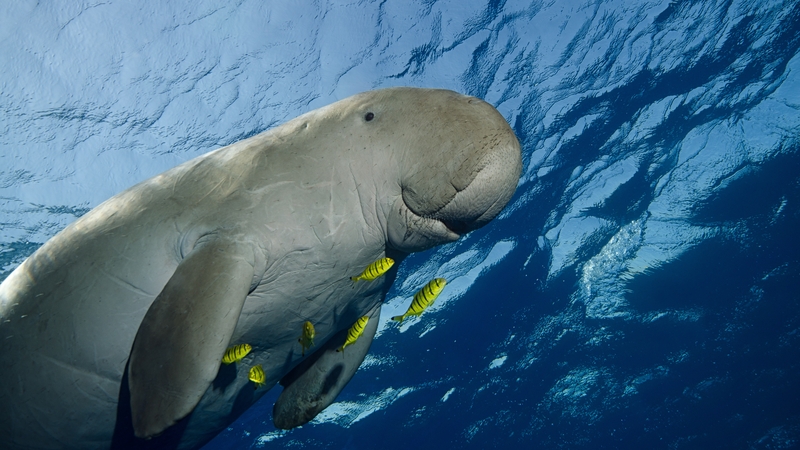 Their primary threats are unintentional capture in fishing gear in East Africa and poaching in New Caledonia, as well as boat injuries in both locations