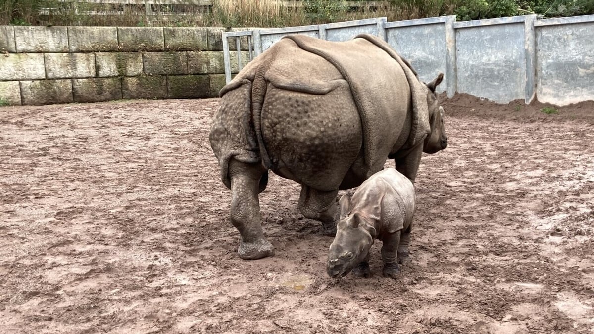 Fota Wildlife Park: 40 years at the forefront of wildlife education and conservation