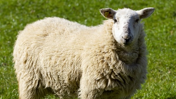 John Healy said that the sheep that did survive are now being kept indoors, close to the house and are now 'petrified' (Stock image)