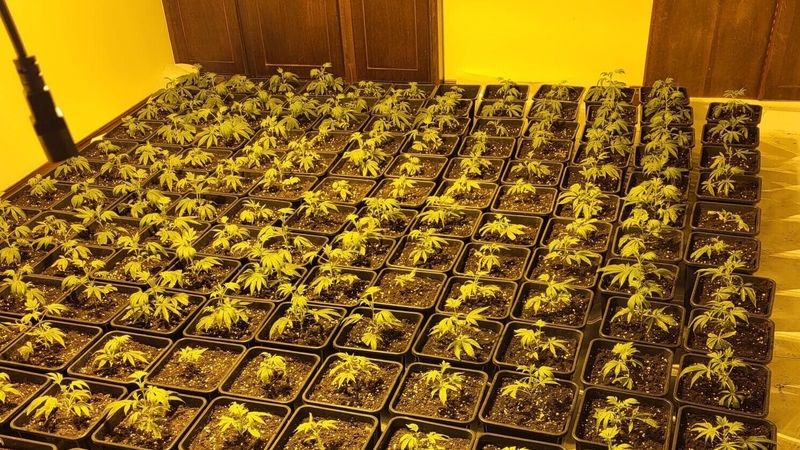 480 plants in various stages of growth were found