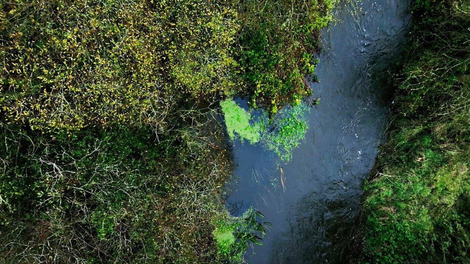 Pollutants in the waters are promoting lush growth of vegetation.