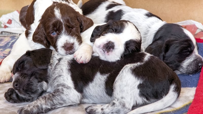 Cocker spaniel puppies asleep in their whelping box (file image)