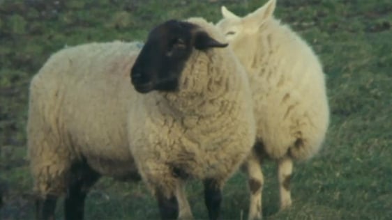 Sheep Stealing (1978)