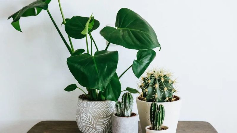 Whether it's cacti collections or monster monsteras, find out what's likely to be trending in the New Year.