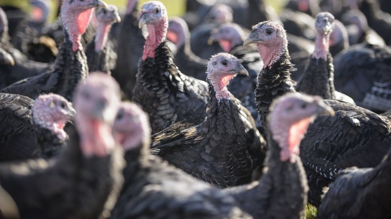 H5N1 avian flu was found in two turkey flocks in Co Monaghan (Stock image)