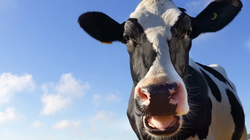 Bóthar's activities include aiding poor farmers in developing nations through donations of livestock