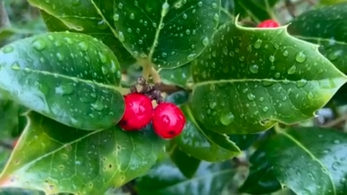 The Holly And The Ivy