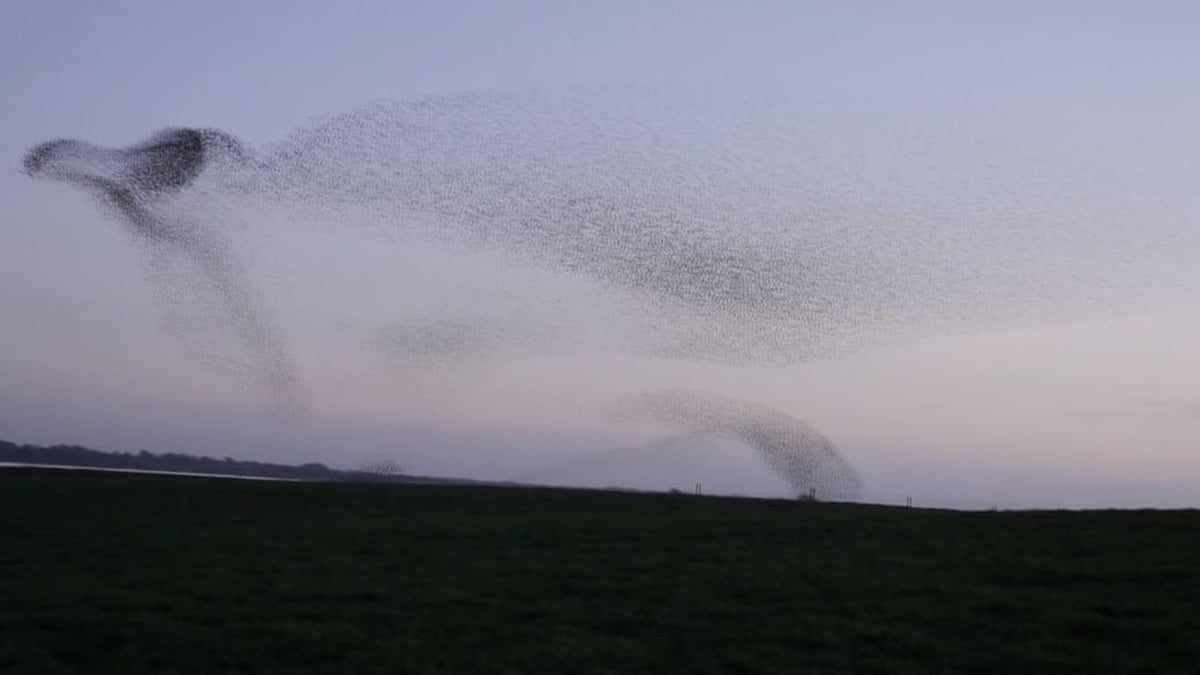Murmurations