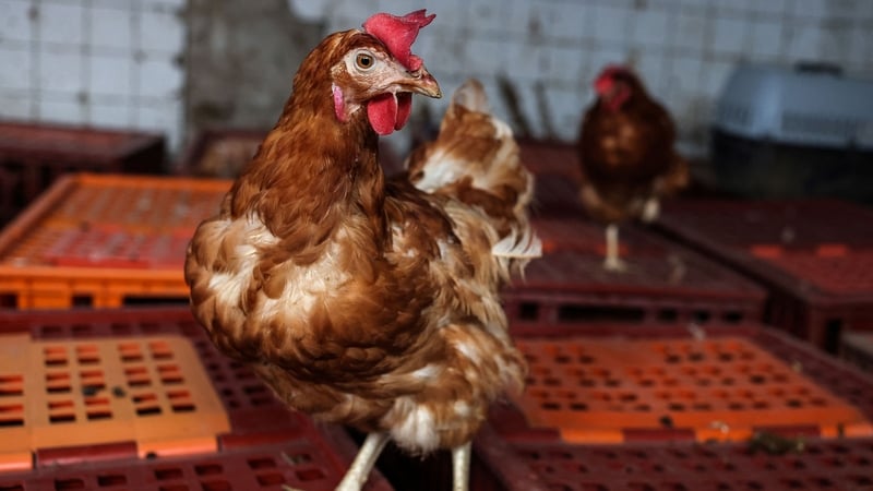 More than a dozen Czech farms have been affected by the virus (stock image)