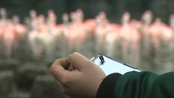 Head count or headache? Dublin Zoo annual animal audit
