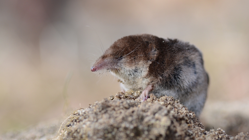 Is the Pygmy Shrew on the way out in Ireland? Photo: Getty Images