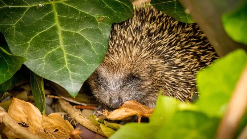 Hannah Stephenson asks Gemma Golding, the newly appointed RHS senior ecologist, how gardeners can become 'nature positive'