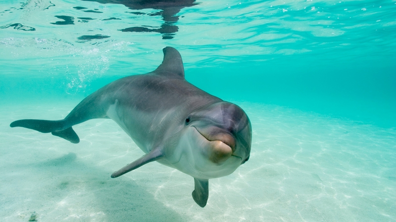 A bottlenose dolphin in the Caribbean sea (file photo)