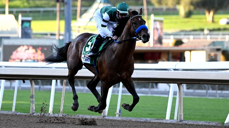 Flightline was unbeaten in six career outings on dirt between six and 10 furlongs