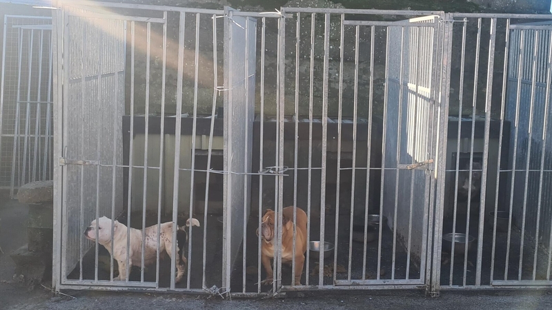 Pit Bull Terriers (15), Alsatians (2) and Rottweilers (2) were seized