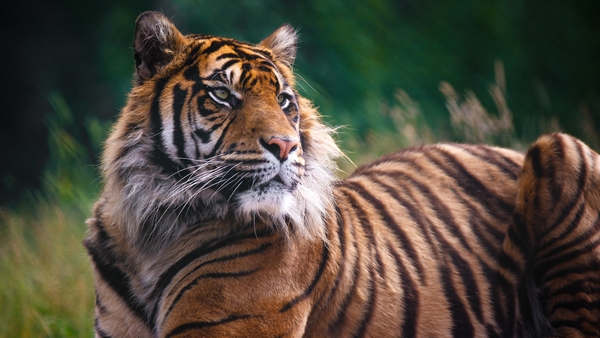 The tiger's breakout has reignited concerns over South Africa's legal and flourishing breeding of big cats (file pic)