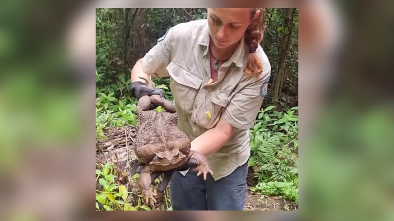 The toad, found at Conway National Park in Queensland state, weighed in at 2.7kg