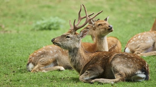 Open season on deer hunting has been extended