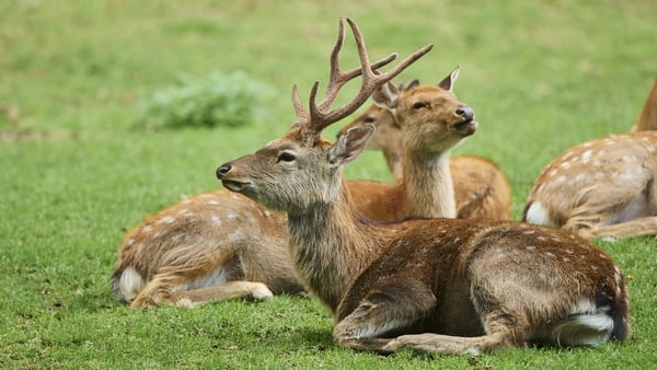Open season on deer hunting has been extended