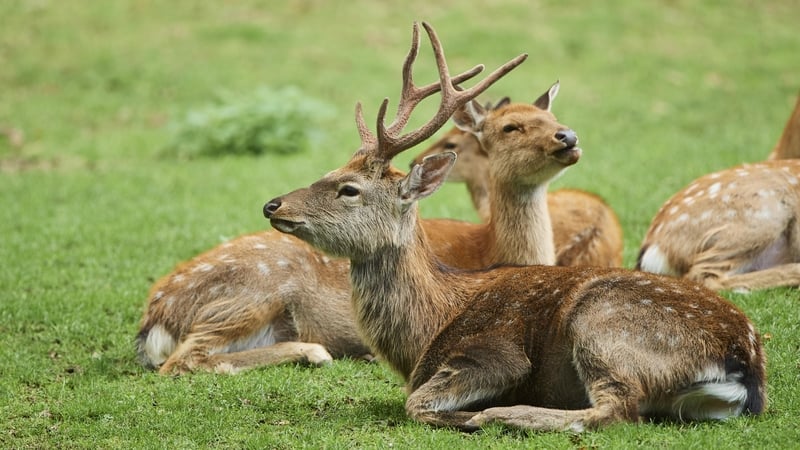 The move comes as deer populations have been growing exponentially