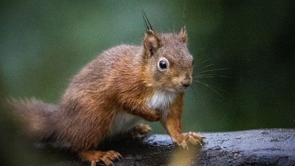 There has been a decline in red squirrel numbers in Ireland