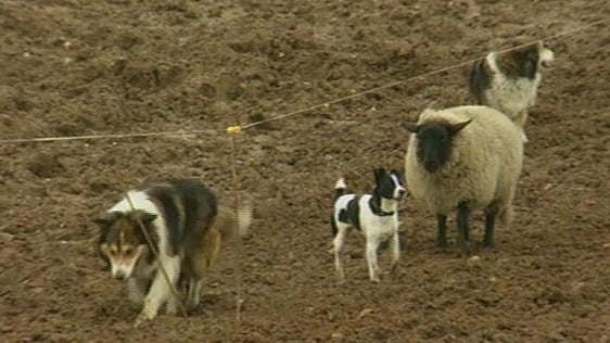 Mac the sheep and dogs (1998)