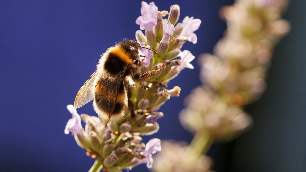 The Murmur of Bees