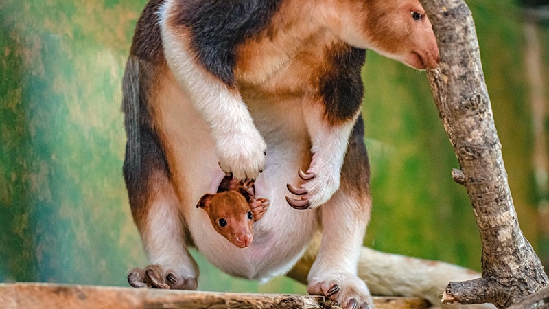 Kitawa with her joey peeping out of her pouch