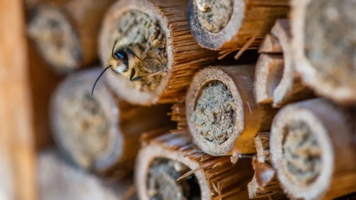 A beekeeper offers tips for gardeners.