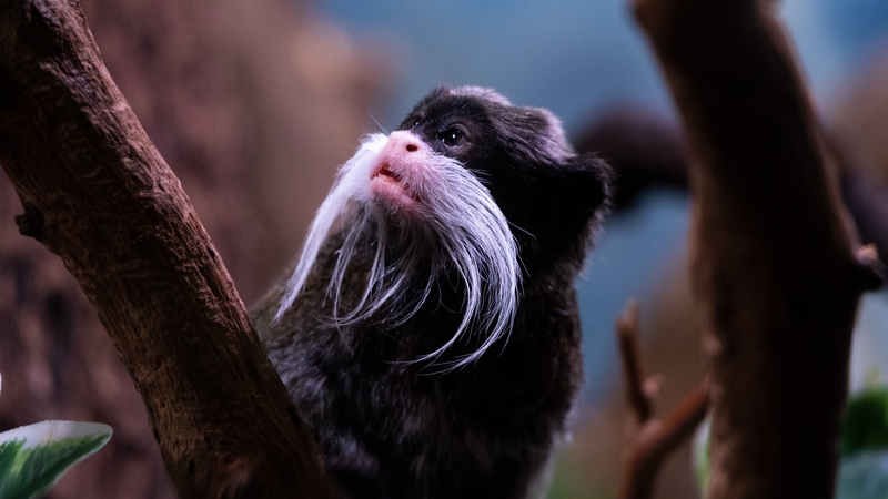 Emperor tamarins are small monkeys with long white whiskers that sweep back from their faces (file pic)
