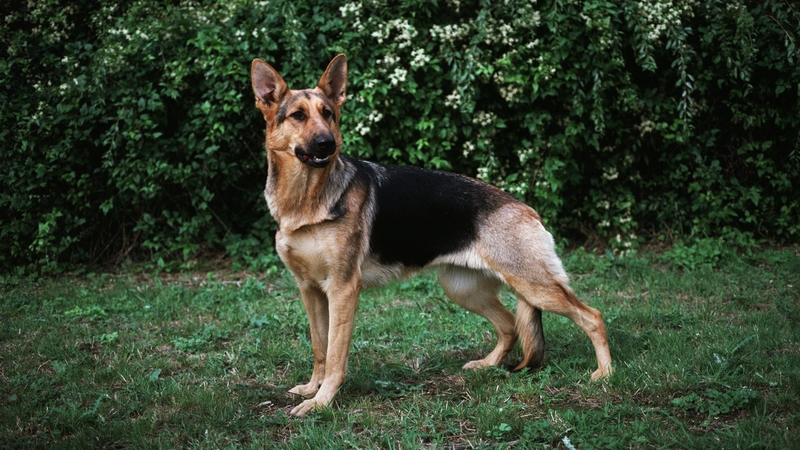 The judge placed a stay on the destruction order of the two German shepherds for two weeks (stock image)