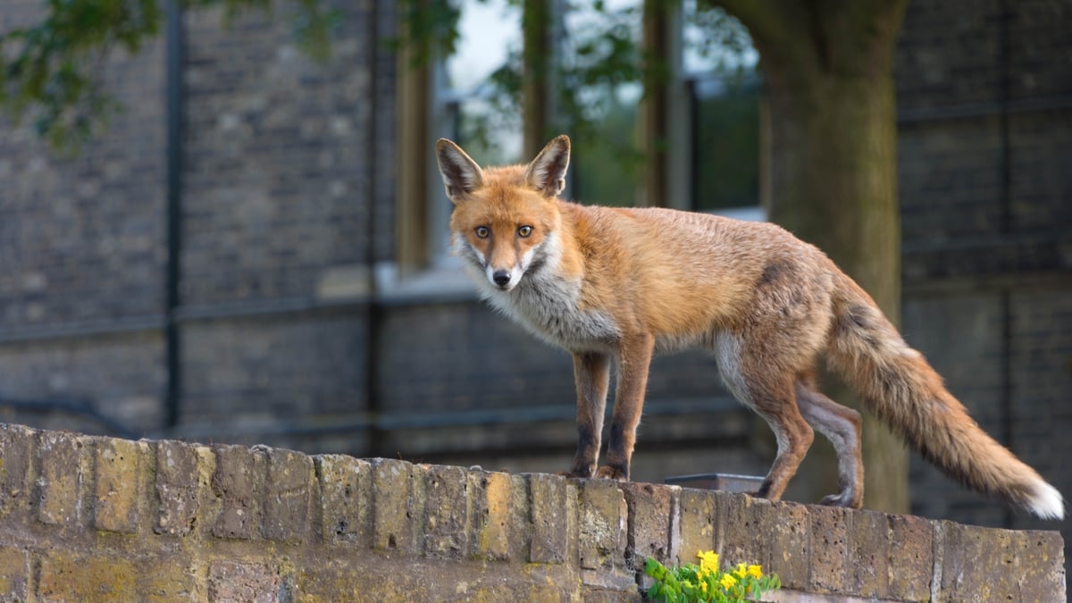 Foxes Eating Brake Cables