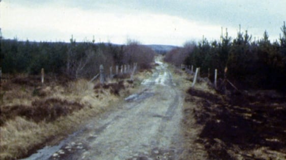 Mayo forest fires, 1978