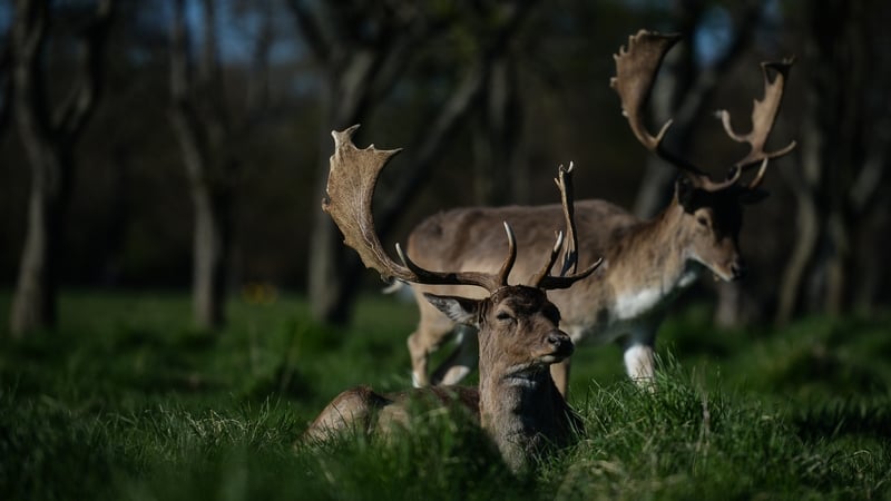 Respondents were asked their views on the impact of deer on a range of issues