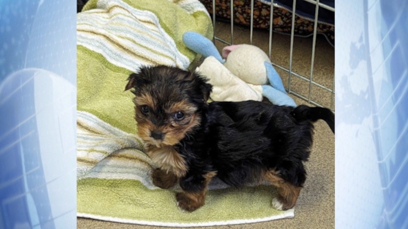 The rescued dogs are being cared for at several RSPCA animal centres