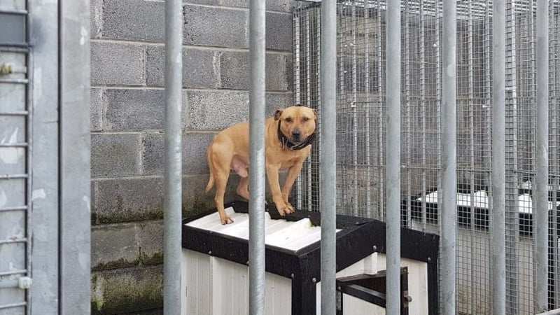 Gardaí say a number of animal health and welfare notices were issued
