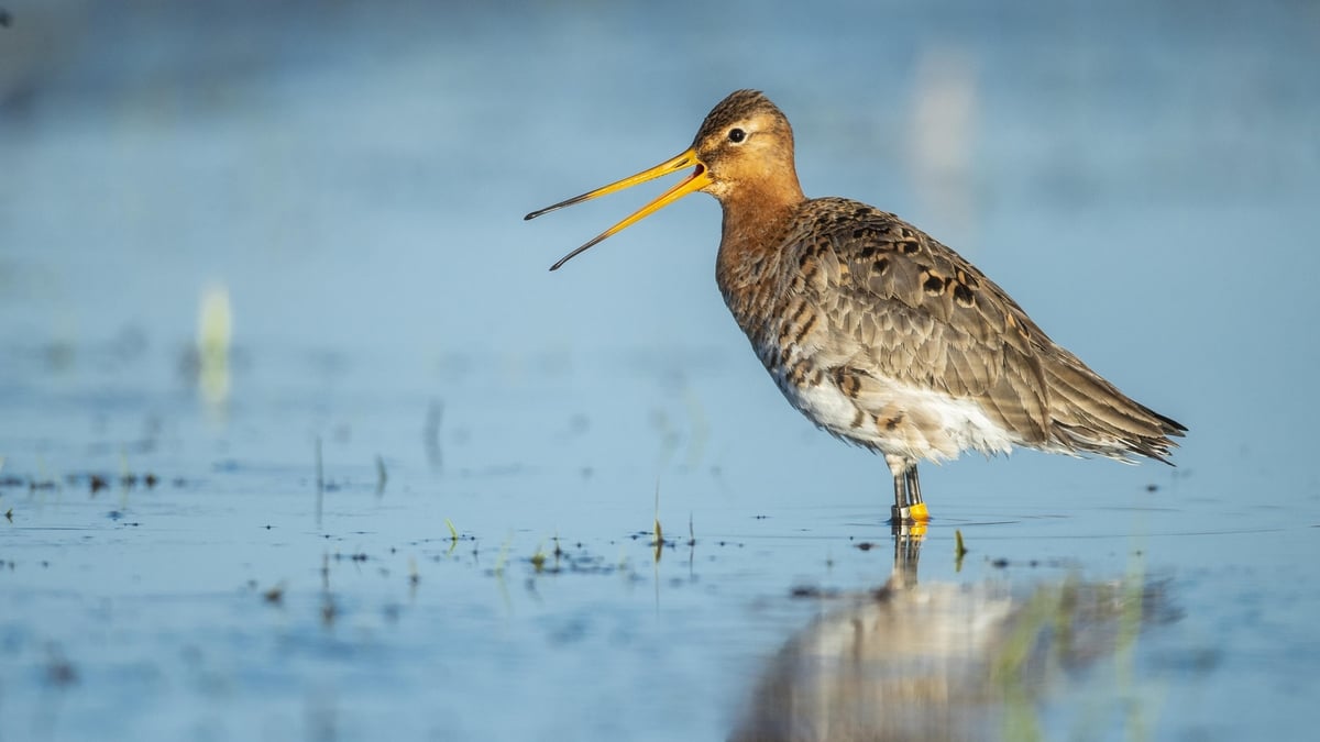 Waders