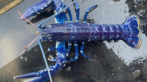 Stuart Brown took photos of the lobsters before returning it to the lough