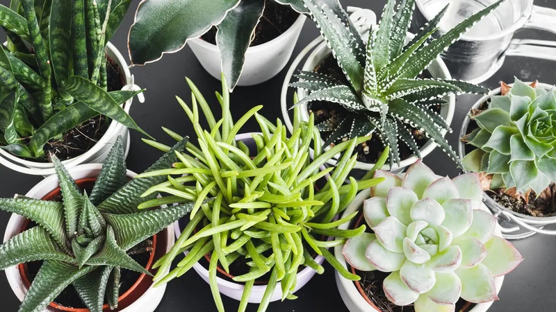 An inventive plant exhibition offers creative tips on making your greenery thrive. By Hannah Stephenson.